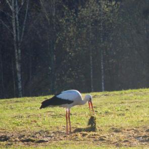 ����: ������������� ������