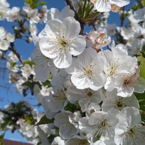 ����: ������� �����