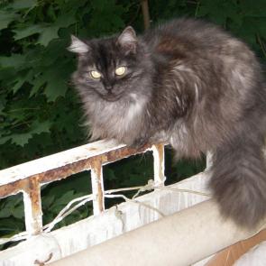 ����: ������ �� �������