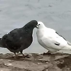 ����: ������