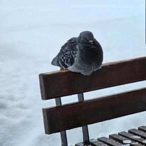 ����: �����  ������ 