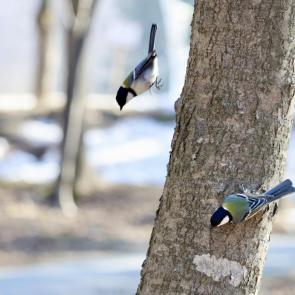 ����: �����