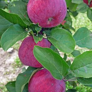 ����: ���������� ������