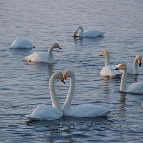 ����: ��� �������...