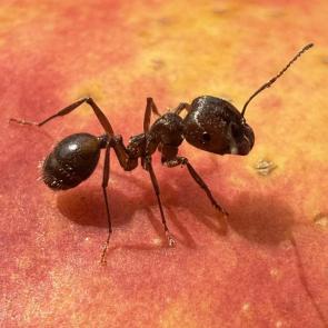 ���� ��������: ������ � ��������� 