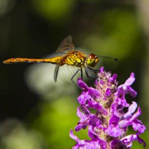 ����: ��������