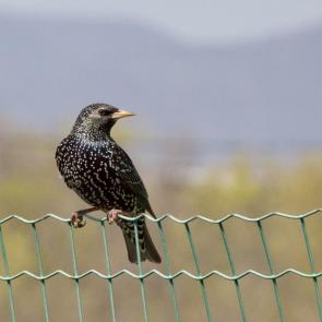 ����: ������� �� ������