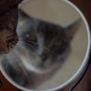 ����: ��� � ��� ���������