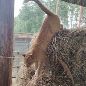 ����: �����