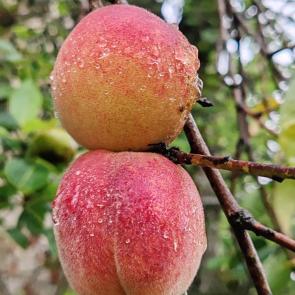 ����: �������