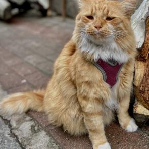 ����: ������ ���