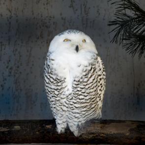 ����: ����