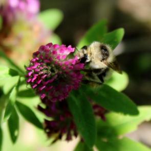 ���������� ��������