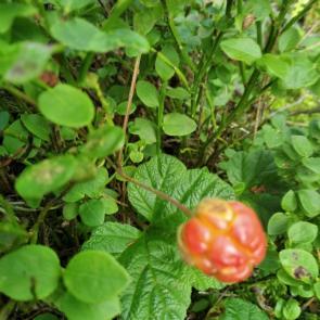 ���� ��������: �������.