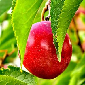 ����: ������ �����