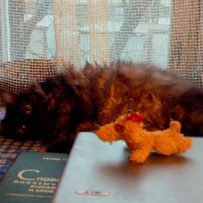 ����: ������� �������