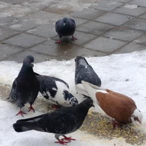 ����: �������