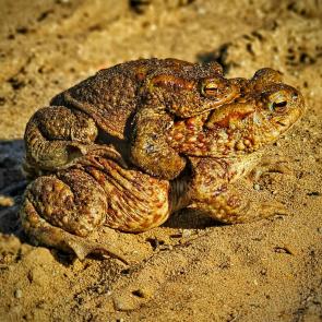 ����: ��������� ������