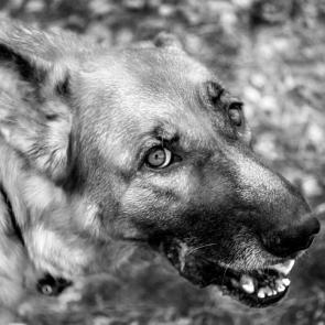 ����: ������