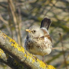 ���� ��������: 