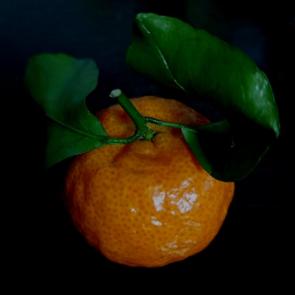 ����: ��������