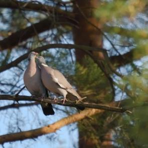 ���� ��������: ����� - ���� �����