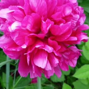 ���� ��������: 