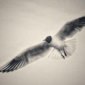 ���� ��������: 