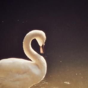 ���� ��������: 