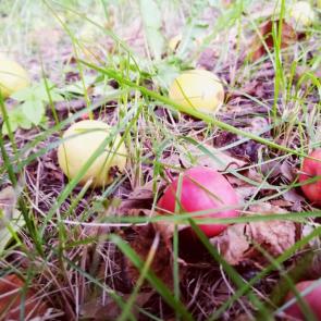 ����: ������