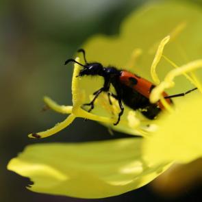 ���� ��������: ������ ������� �������� 