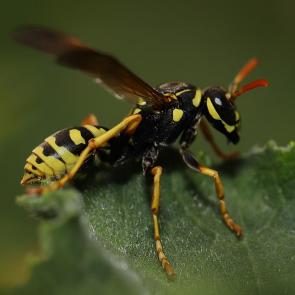 ���� ��������: ���