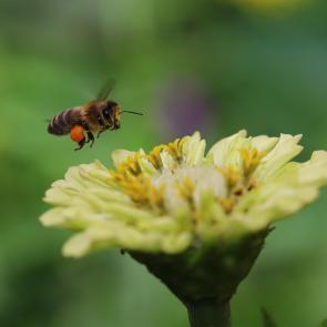 ���� ��������: �� �������