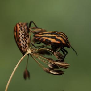 ���� ��������: ���������� �� ������
