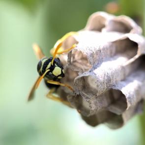 ���� ��������: � � � ������ ����