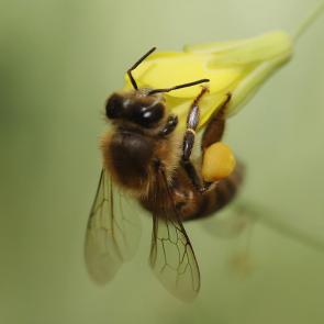 ���� ��������: ����� � �������