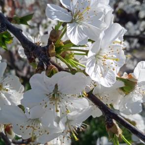 ����: ����� 