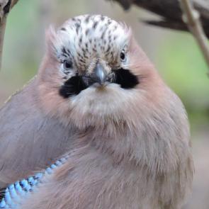 ����: �����