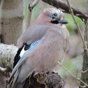 ����: �����