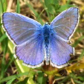 ���� ��������: ���������