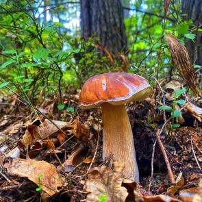 ���� ��������: 