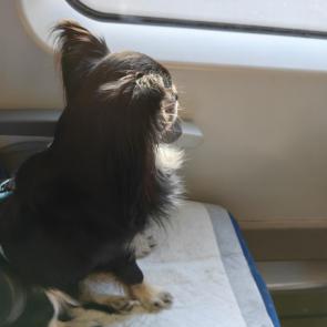 ����: ���