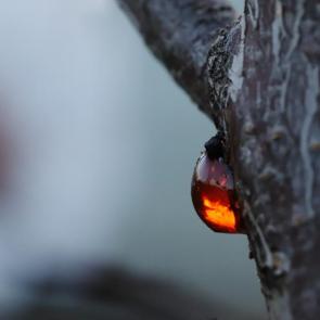 ���� ��������: ����� �� ��������