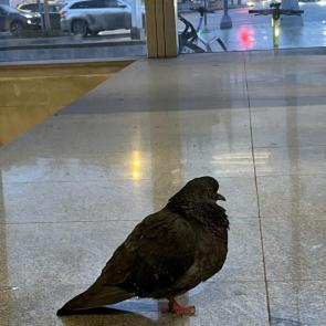 ���� ��������: ��������� � ����� 