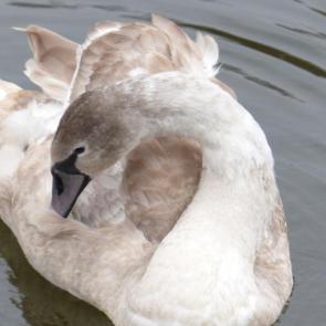 ���� ��������: 