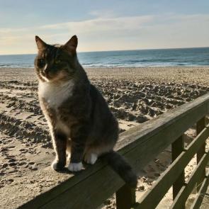 ���� ��������: 