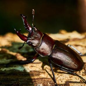 ���� ��������: ����� ���� �����