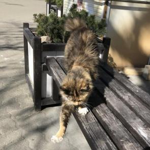 ����: ���������