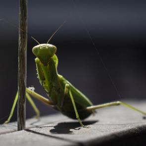 ����: ��������� �� ������