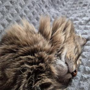 ����: ���